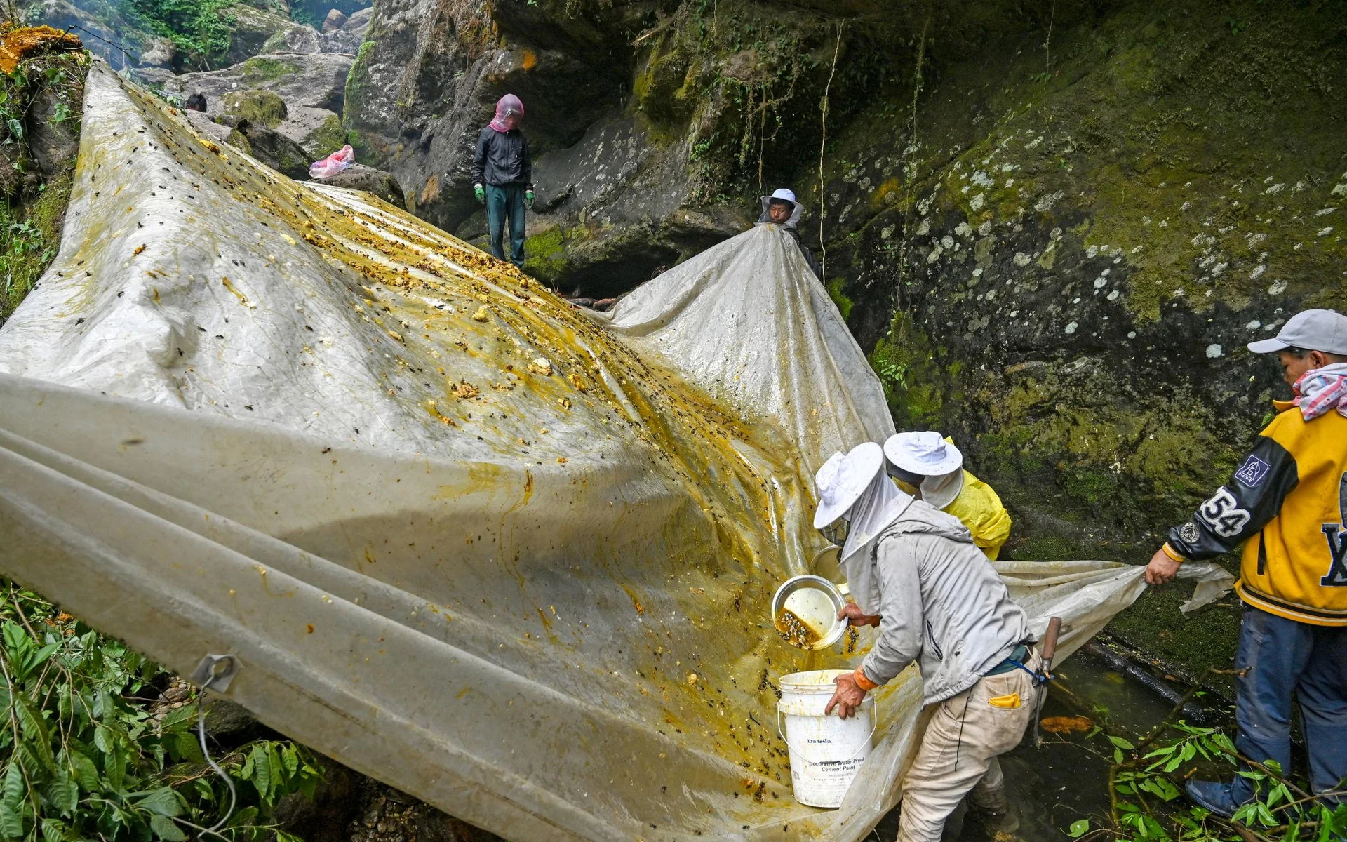 Wild Himalayan honeycombs attached to a rocky cliff in Nepal