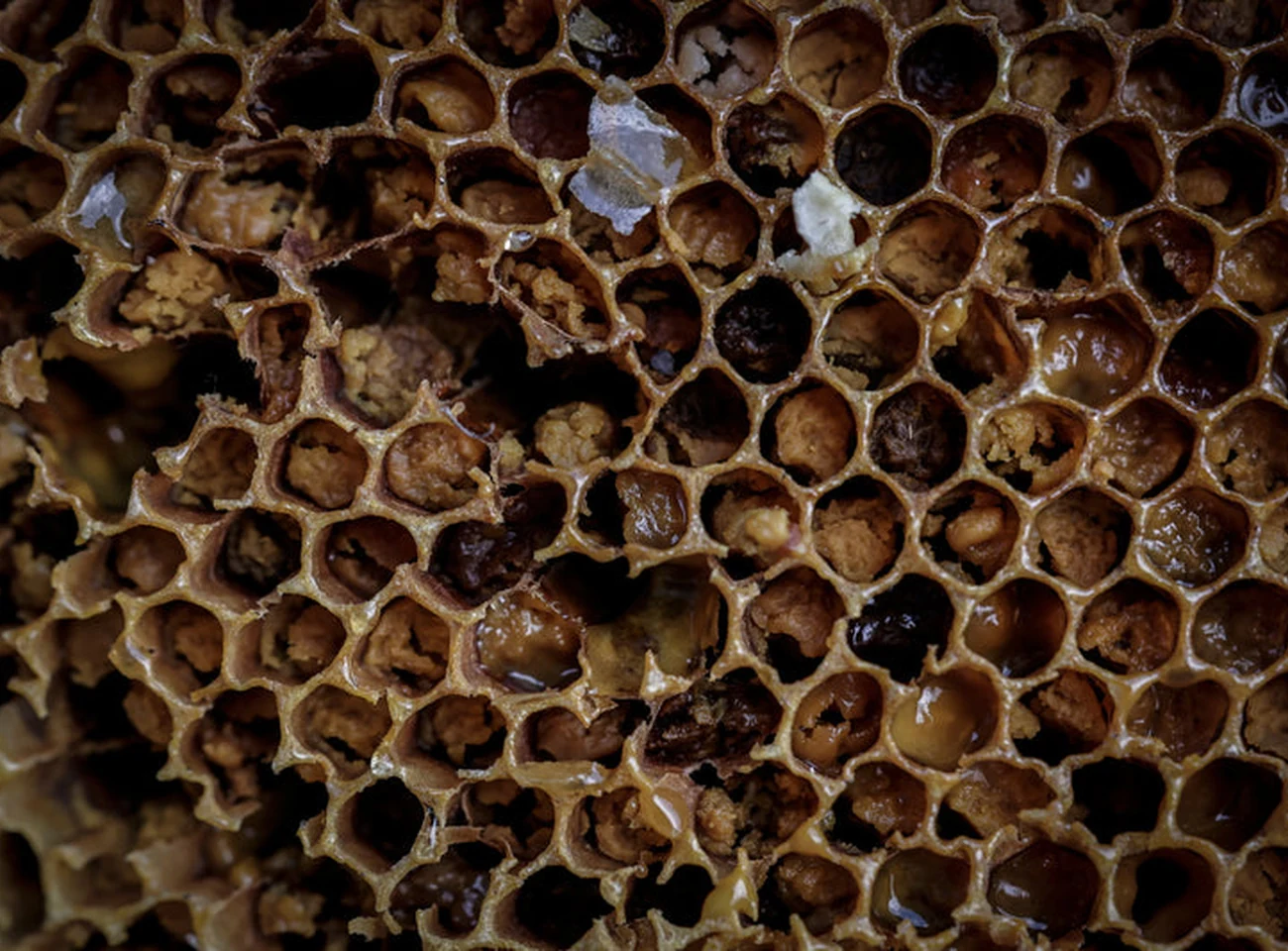 Close up of raw Himalayan honeycomb cells filled with honey